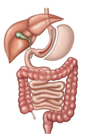 sleeve gastrectomy treatment in gurgaon